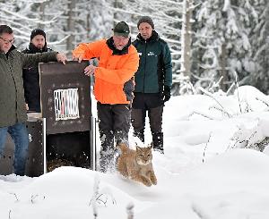 „Luchsteufelswild“: Vortrag im Exotenhaus Karlsruhe